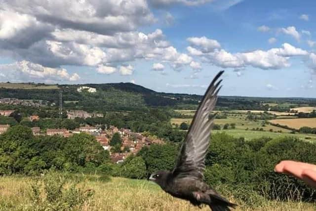 Swift being released above Lewes on 12th July 2020