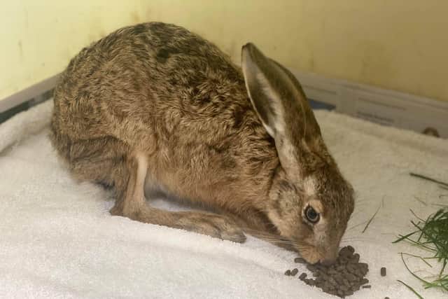 The hare is one of hundreds of animals in the care of Brent Lodge Wildlife Hosptial