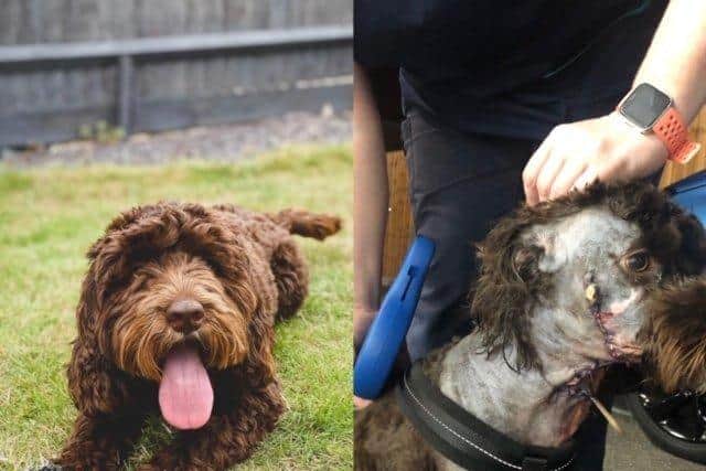 Baxter the cockerpoo before and after the incident