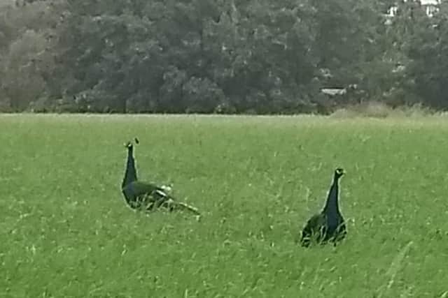 The peacocks were spotted on the outskirts of Horsham. Photo: Ian Newitt