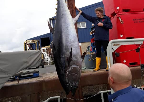 An Atlantic Bluefin tuna measuring two metres and weighing 180lkg was found on the shore in Chichester Harbour SUS-200409-135124001
