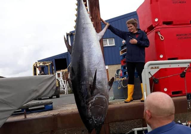 An Atlantic Bluefin tuna measuring two metres and weighing 180lkg was found on the shore in Chichester Harbour