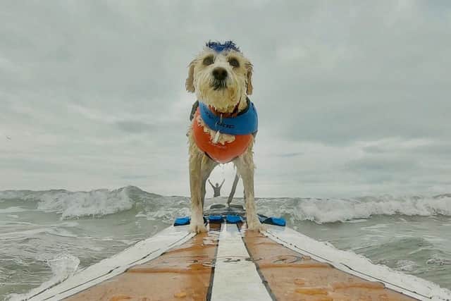 Scooter out on his board