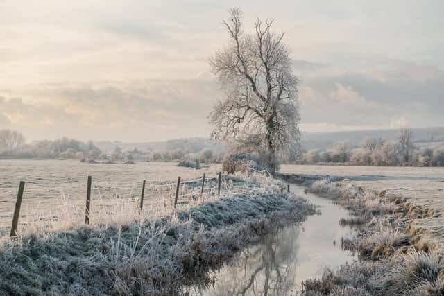 'Frosty Bramber Tree' by Martin Tomes