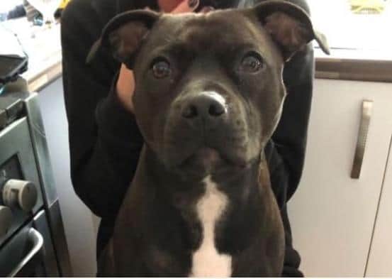 Georgina Toy from Goodwood Close, Rustington, is having to raise money to top up the insurance payout for an operation her Staffordfordshire bull terrier Maggie needs on her knees