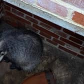 A badger was trapped in a manhole in Storrington