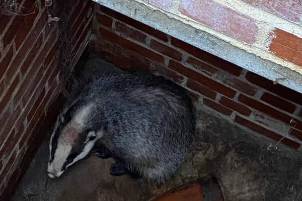 A badger was trapped in a manhole in Storrington