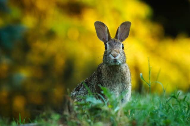 Three men have been convicted of poaching rabbits SUS-200921-101317001