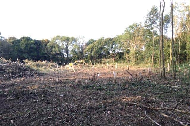 Felled woodland at The Copse, Old Worthing Road, Southwater