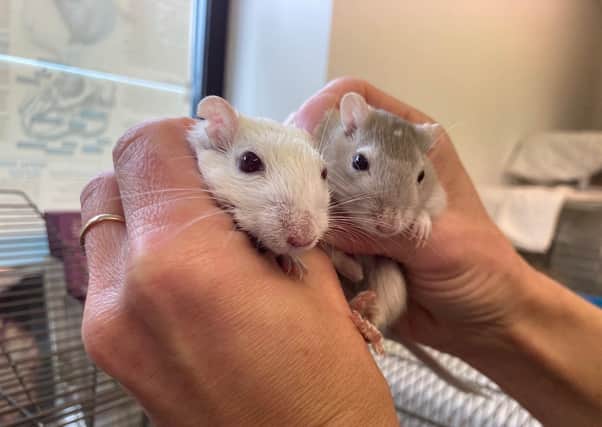 Could you give these gerbils a home?