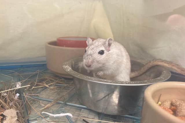 Could you give these gerbils a home?