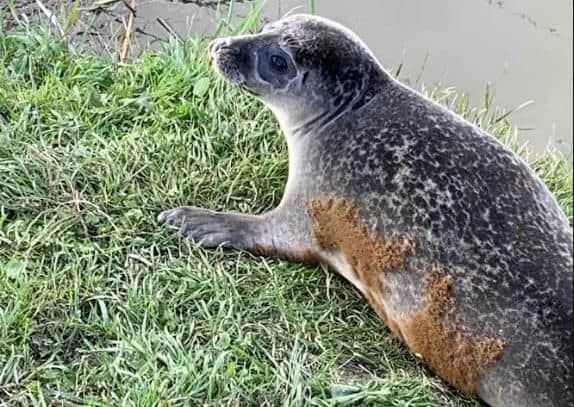 Natalie Calver has provided good-quality photographs of the tagged seal on the banks of the River Adur