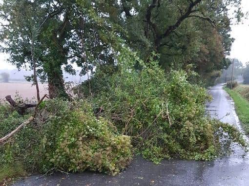 The fallen tree, now cleared, in Mouthy's Lane, Chichester. Pic: Chichester Police