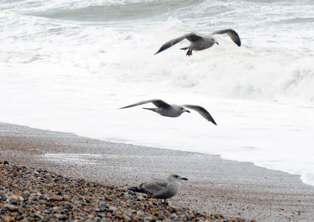 Gulls along the shore