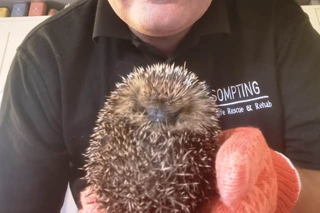 Hundreds of hedgehogs have been recorded in the Sompting area