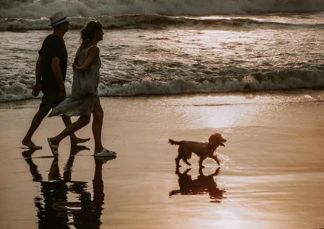 Dog owners will be able to walk their pets on the whole of Bracklesham and East Wittering beaches after Chichester District Council removed the seasonal exclusion zones. Photo: Wendy Julianto from Pixabay