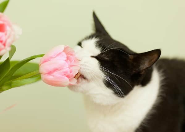 Cat eating a tulip PPP-180904-153509006