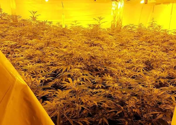The cannabis factory in Shoreham. Photo by Sussex Police