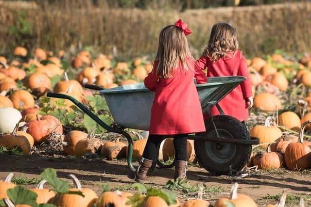 Rogate Pumpkin Patch is set to open this weekend with a stripped-back event to allow for social distancing