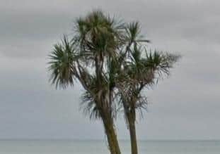 Cordyline palm trees on Worthing seafront before they were removed by the council. Picture: Google Maps