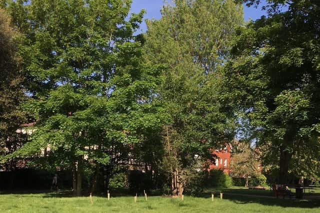 The eight trees in Victoria Park, Worthing, donated as part of a community project. Picture: Julia Horbaschk