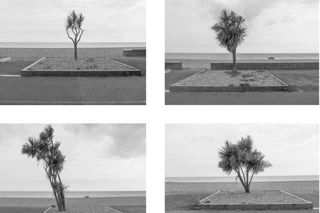 These images have given Worthing's palm trees international fame. Pictures: Julia Horbaschk