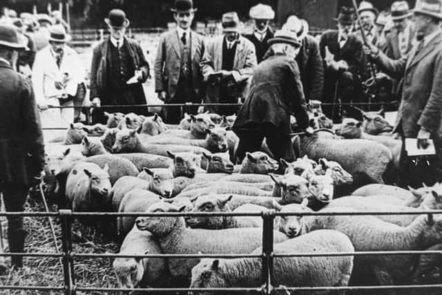 Sheep sale at Chichester livestock market in the 1930s