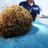 The hedgehog was rushed to WRAS' casualty centre SUS-201021-092544001