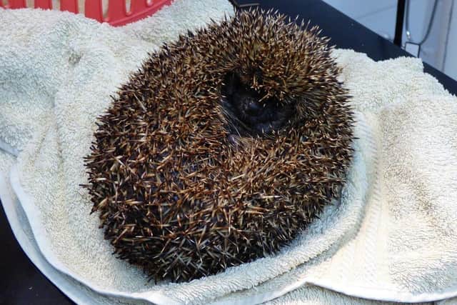 The hedgehog suffered burned spines and smoke inhalation SUS-201021-092514001