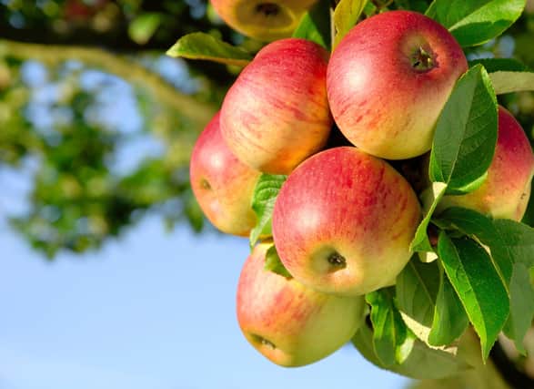 Our columnist has been obsessed with her apple tree. Picture by Shutterstock