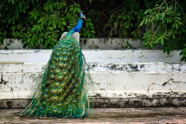 Peacocks are on the loose in Henfield
