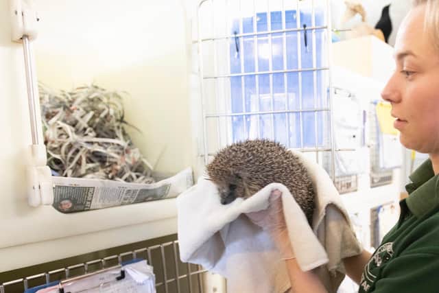 Brent Lodge could treat hundreds of hedgehogs over the coming weeks