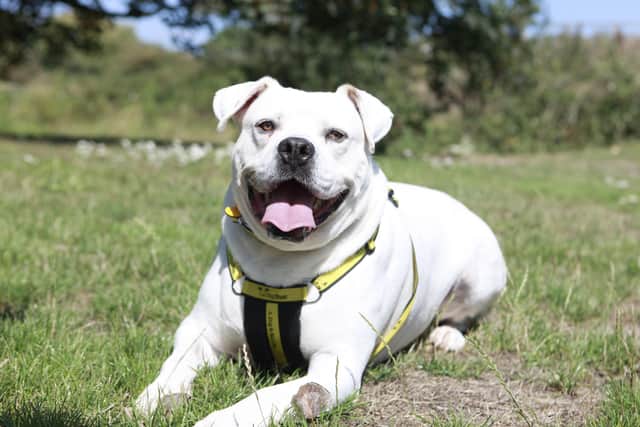 Tyler will make a wonderful companion to owners who can dedicate lots of time to him