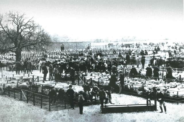 Sheep sale at the new Chichester Livestock Market around 1880 to 1900