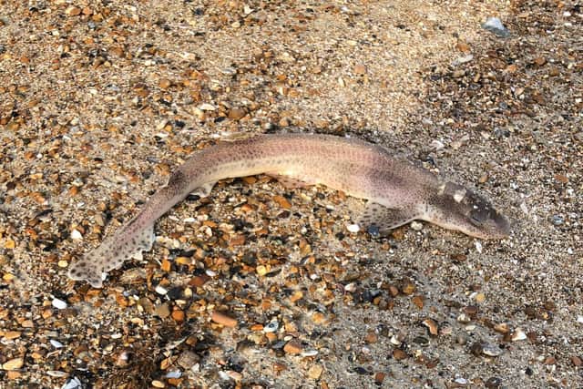Several dead fish have washed up on Worthing beach