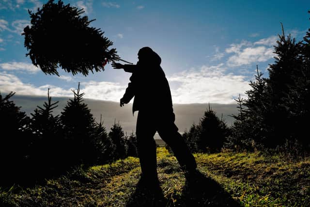Supporters of St Wilfrid's can sign up for the Christmas Tree Recycling Scheme by making a donation to the hospice (Photo by Jeff J Mitchell/Getty Images)