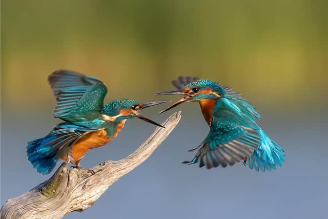 Kingfisher Confrontation by Michael Vickers SUS-201011-102317001