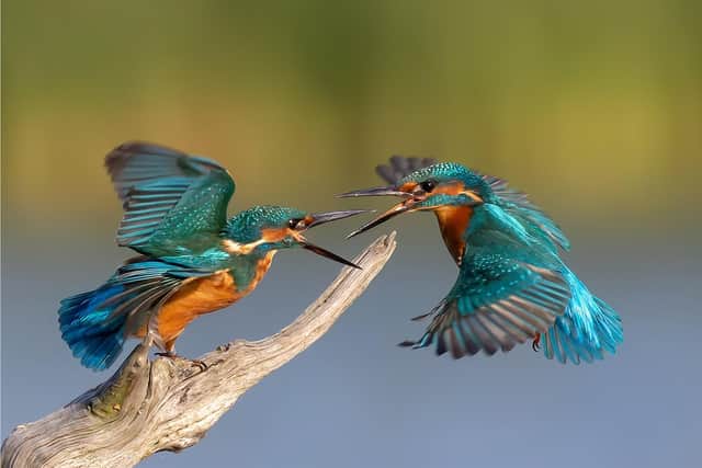 Kingfishers by Michael Vickers SUS-201011-144748001