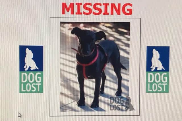 Bexhill Missing Dog SUS-201211-114713001