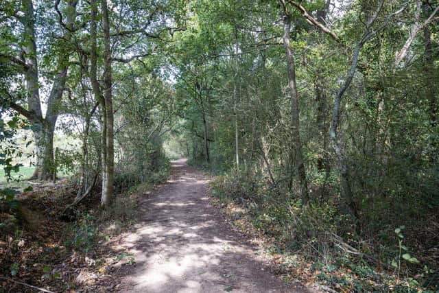 Loxwood woodland. Photo: Mike Burnell