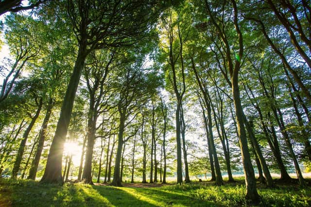 The campaign was launched by the South Downs National Park Trust to replace trees that had been lost over the past few decades, including those affected by ash dieback and dutch elm disease