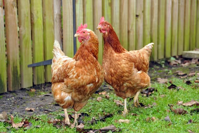 Warnings about Avian Flu have been issued