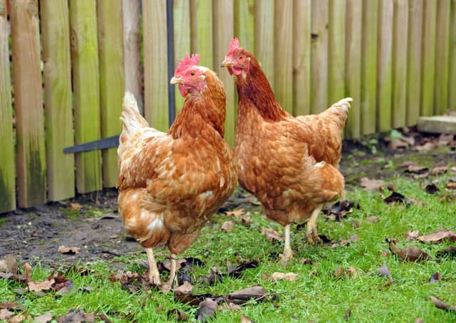 No Avian Flu cases have been reported in West Sussex or neighbouring counties but warnings have been issued
