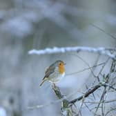 Robin Erithacus rubecula, adult bird perched on branch on frosty morning by Ben Andrew, SUS-201124-085037001