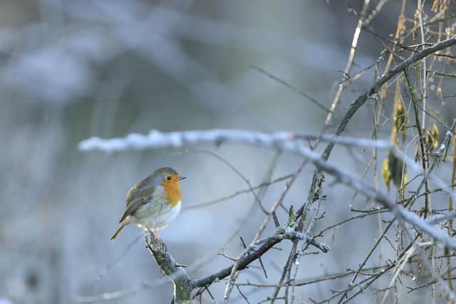 Robin Erithacus rubecula, adult bird perched on branch on frosty morning by Ben Andrew, SUS-201124-085037001