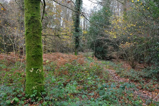 The wildlife trust is appealing for help from the public to secure the future of more than 24 hectares of ancient woodland to the north and west of the woodland reserve. Pic Steve Robards SR2011231 SUS-201123-212211001