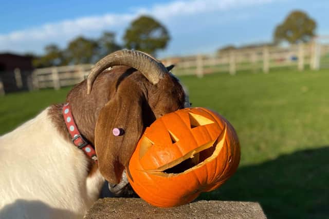 Animals at Brinsbury College enjoyed their pumpkin treats