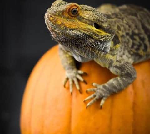 Animals at Brinsbury College enjoyed their pumpkin treats
