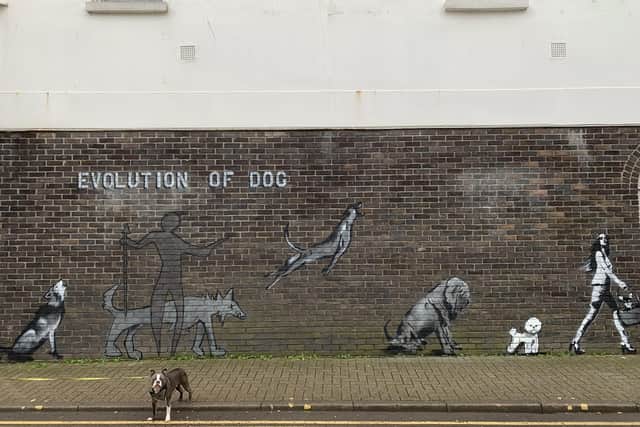 Graffiti the RSPCA had commissioned on the side of their charity shop in Montague Street, Worthing, by Horace was removed by Worthing Borough Council because there had been reports it was 'offensive'