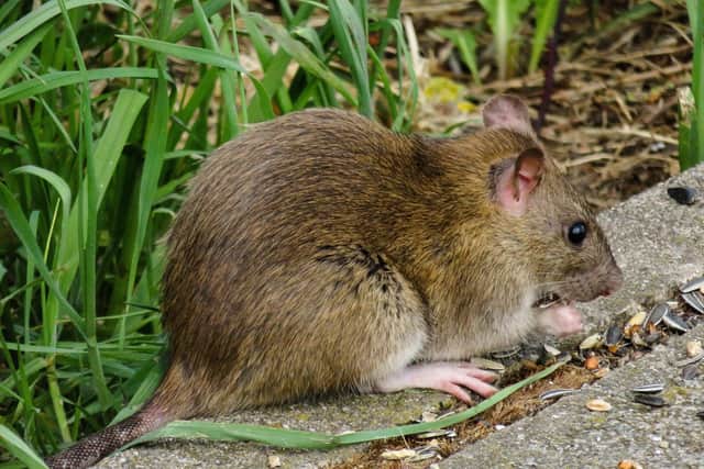 Rats have again been spotted in Horsham Park